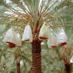 Date palms in Biskra, Algeria, with wrapped fruits for protection against pests.
