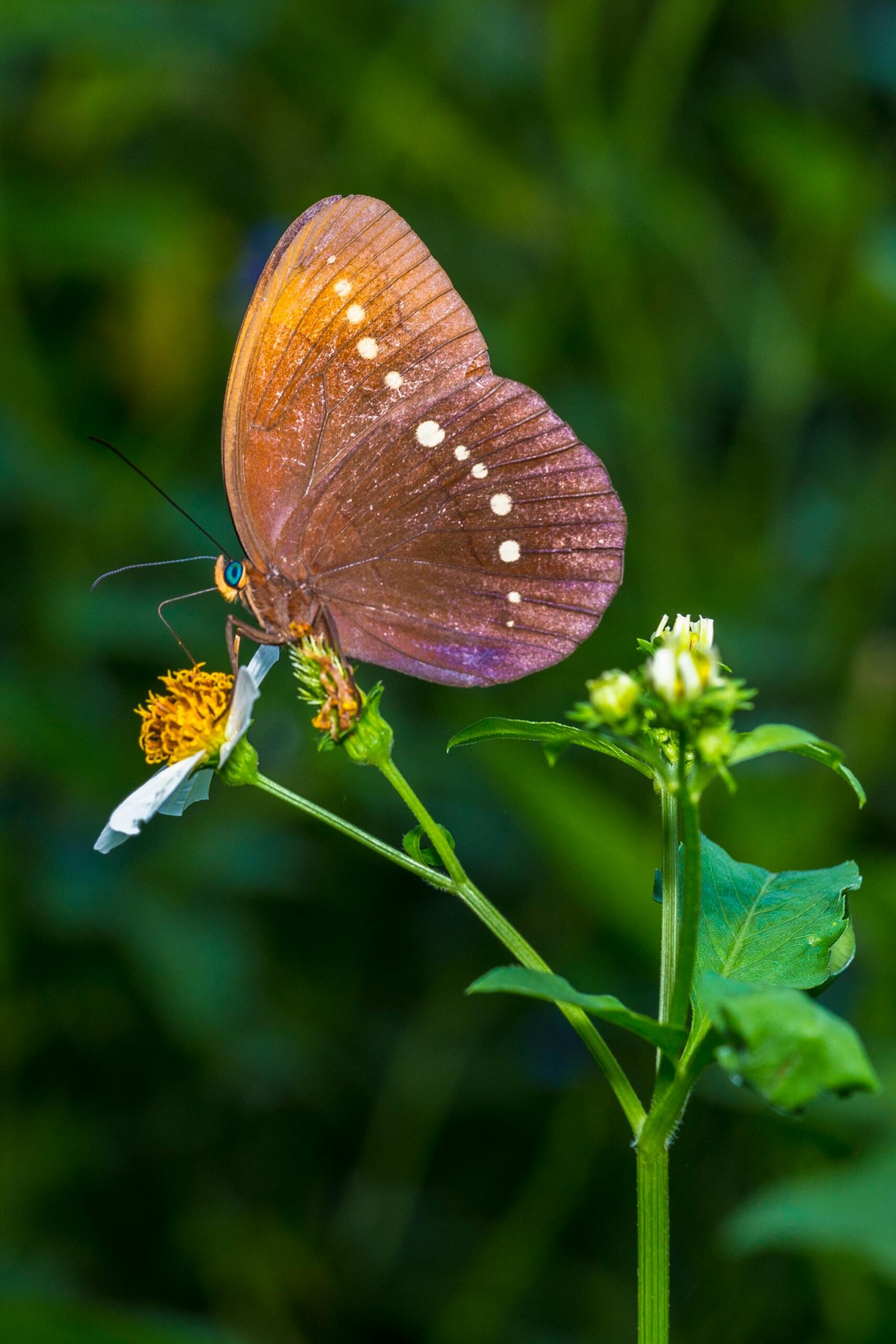 Detailed close-up of a butterfly perched on a flower with a blurred background.
