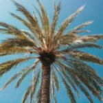 Tall palm tree against a clear blue sky in Antibes, France, capturing serene summer vibes.