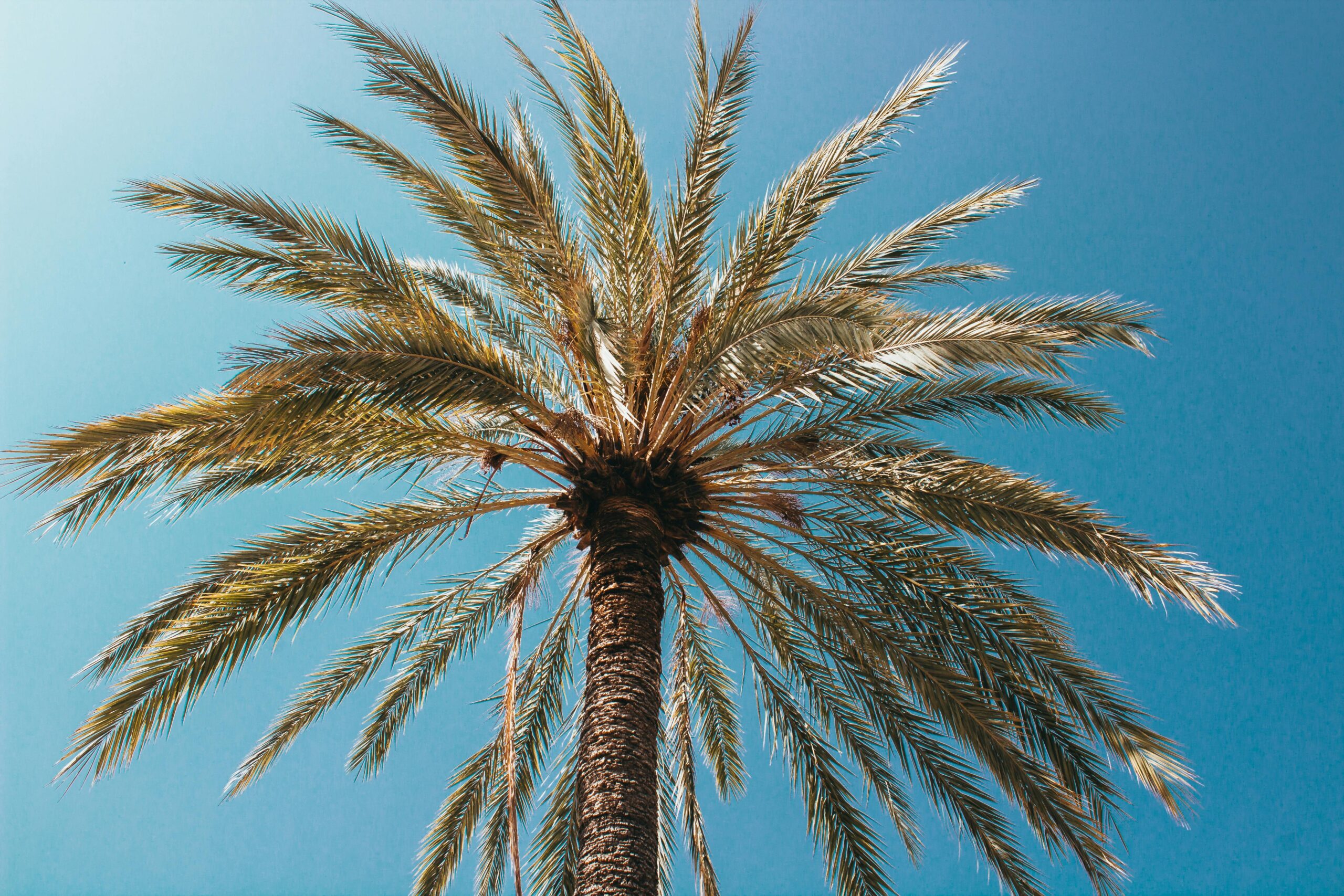 Tall palm tree against a clear blue sky in Antibes, France, capturing serene summer vibes.