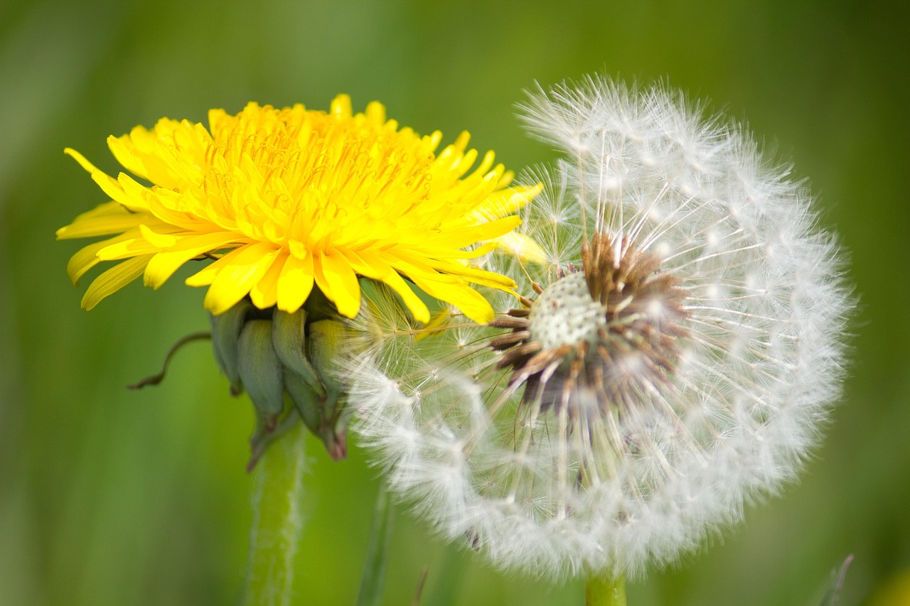 dandelion, transformation, blossoms, metamorphosis, basket bloods, flower wallpaper, umbrella, beautiful flowers, flower background, seeds, close up, flower, plants, nature, flora