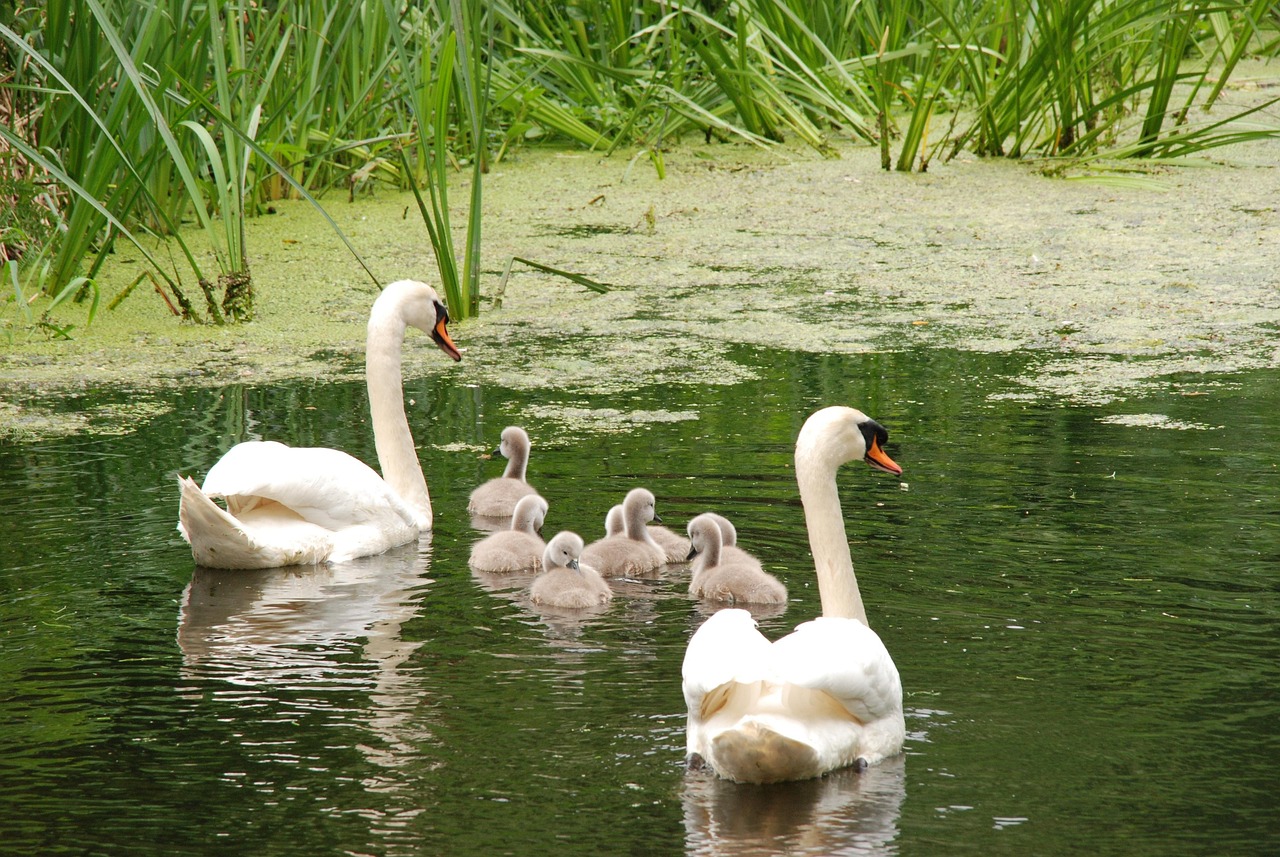swan, bird, chicks, young, parents, swimming, safe, water, nature, chicks, chicks, chicks, parents, parents, parents, parents, parents, safe, safe, safe, safe, safe