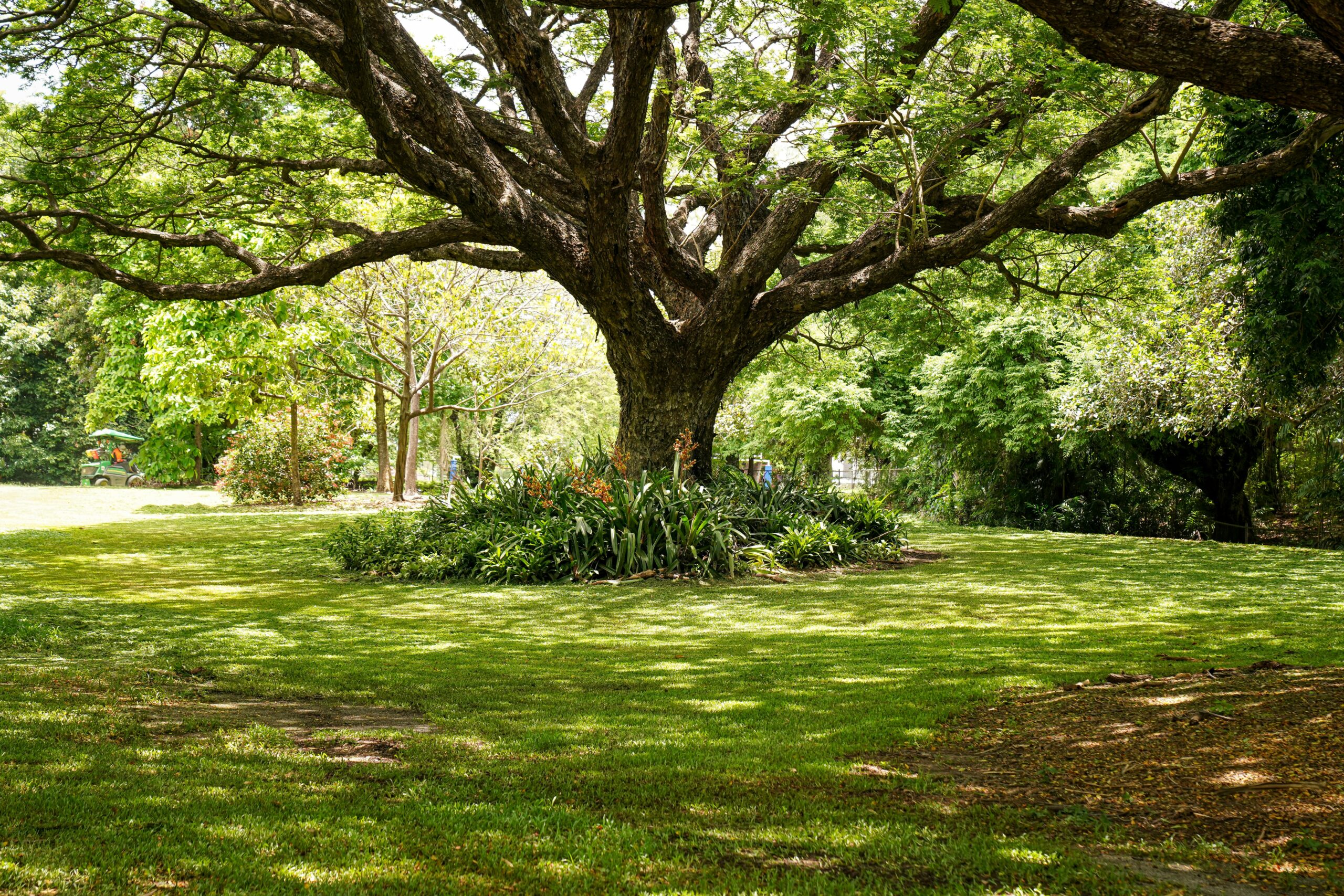 A sprawling oak tree provides shade in a tranquil park setting surrounded by vibrant greenery.